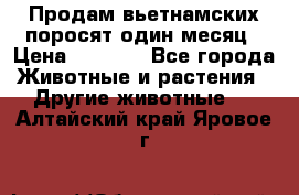 Продам вьетнамских поросят,один месяц › Цена ­ 3 000 - Все города Животные и растения » Другие животные   . Алтайский край,Яровое г.